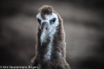 Laysan albatross chick on Kauai