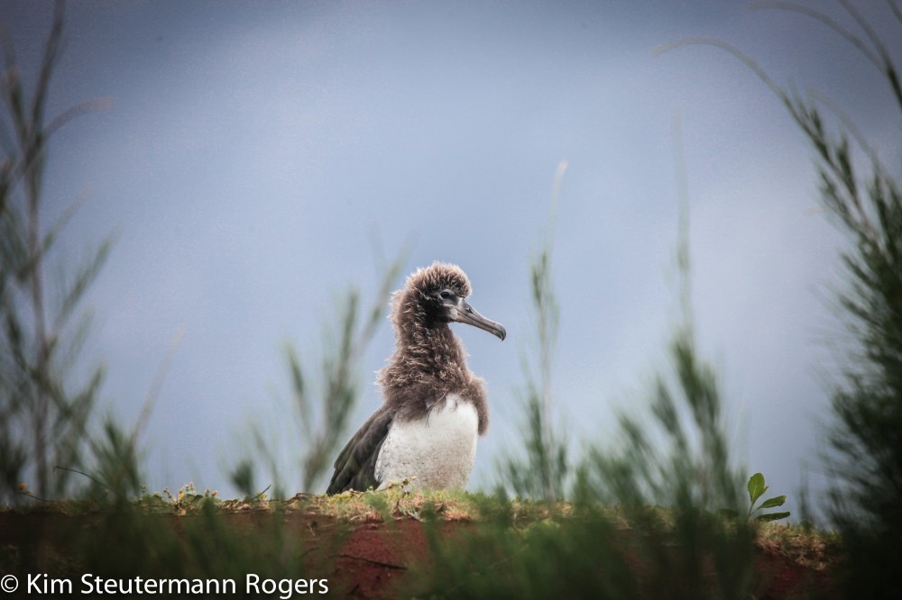 laysan albatross chick