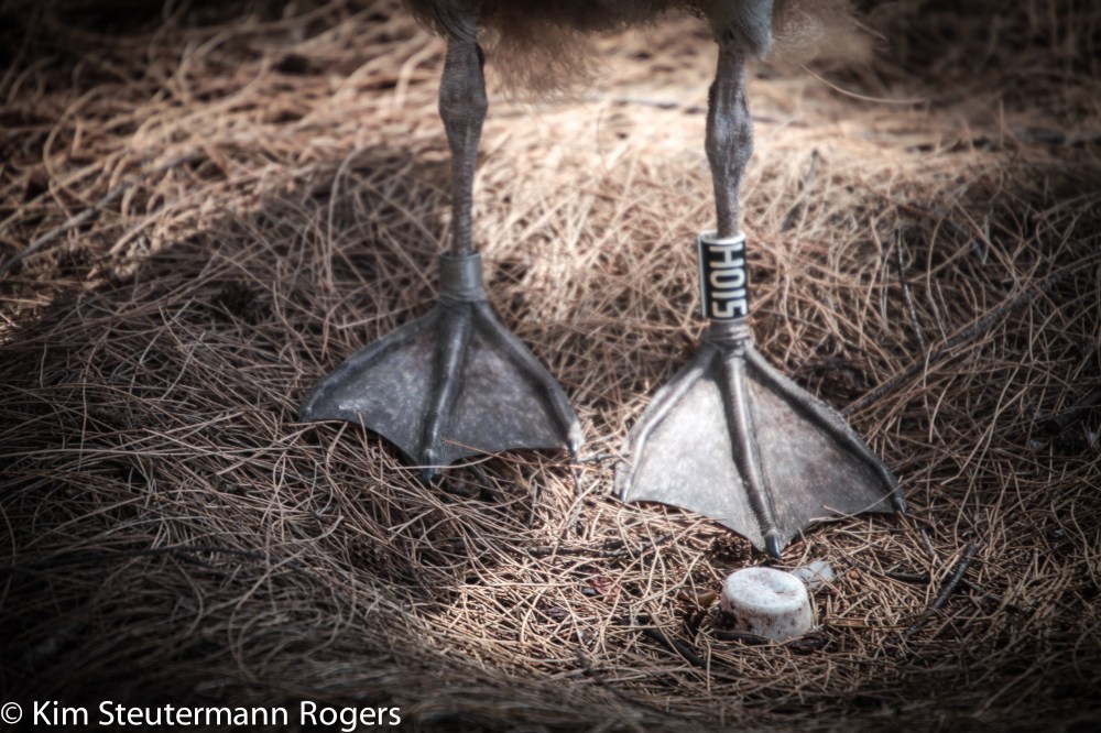 Laysan albatross chick, plastic bottle cat