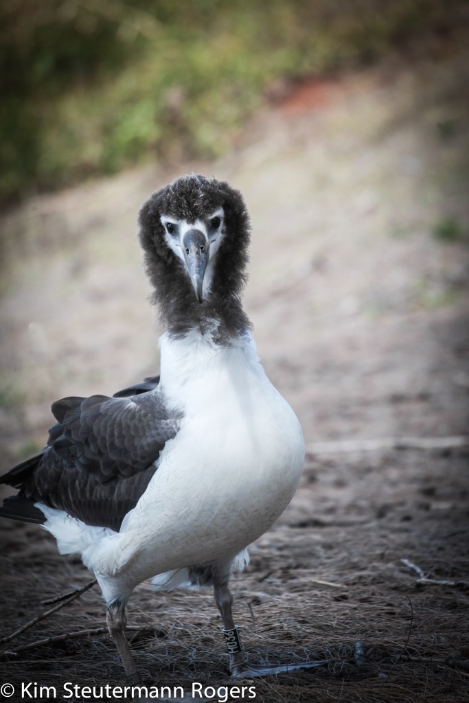 Laysan albatross chick.