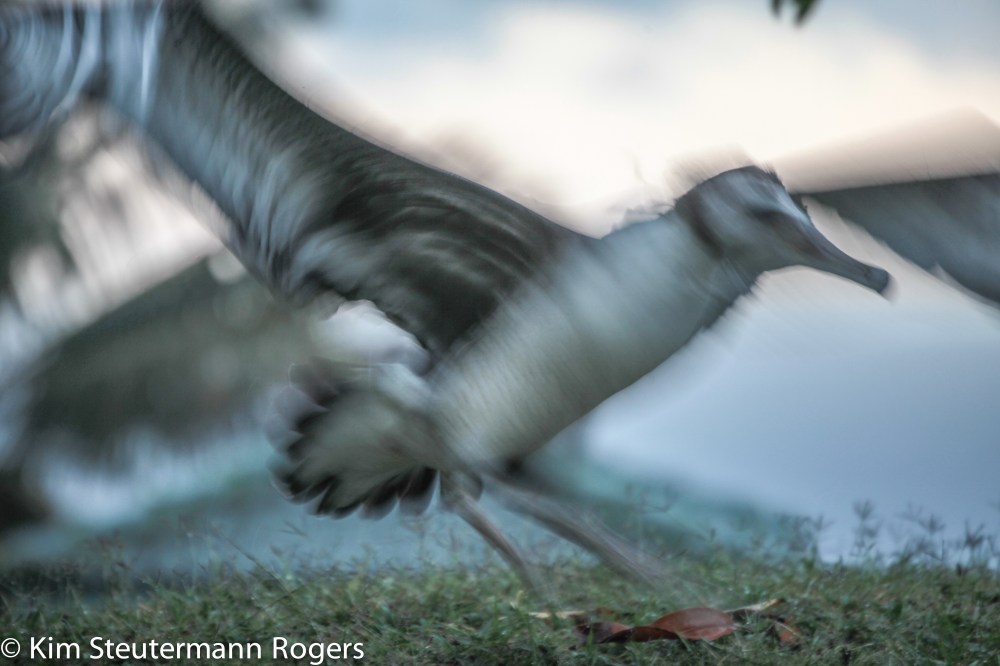Laysan albatross chick Niaulani, star of Cornell albatross web cam