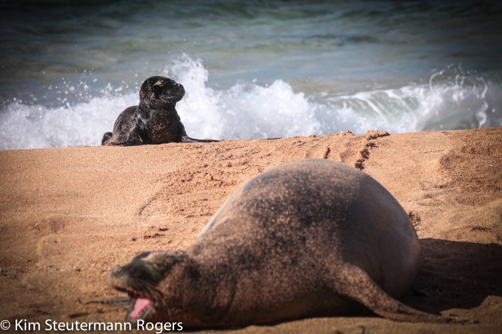 hawaiian monk seal, pup