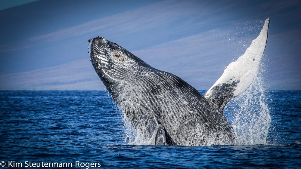 humpback whale breaches