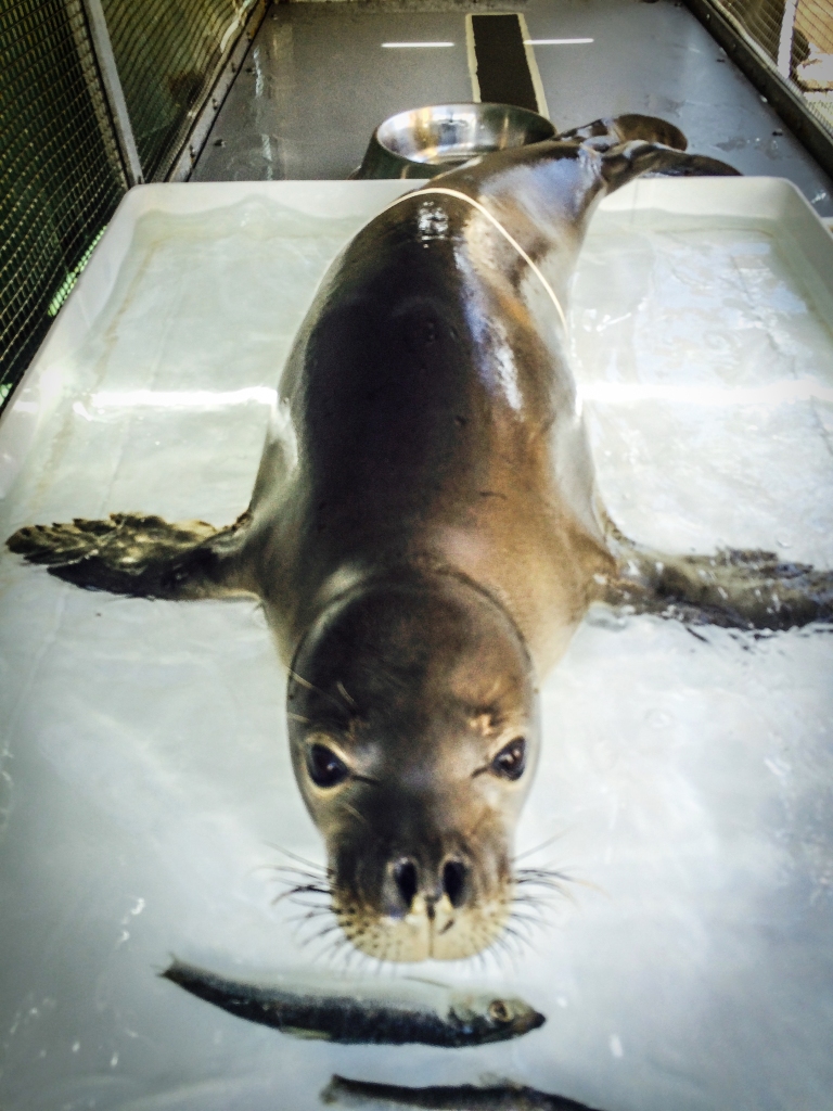 Hawaiian monk seal Ama`ama