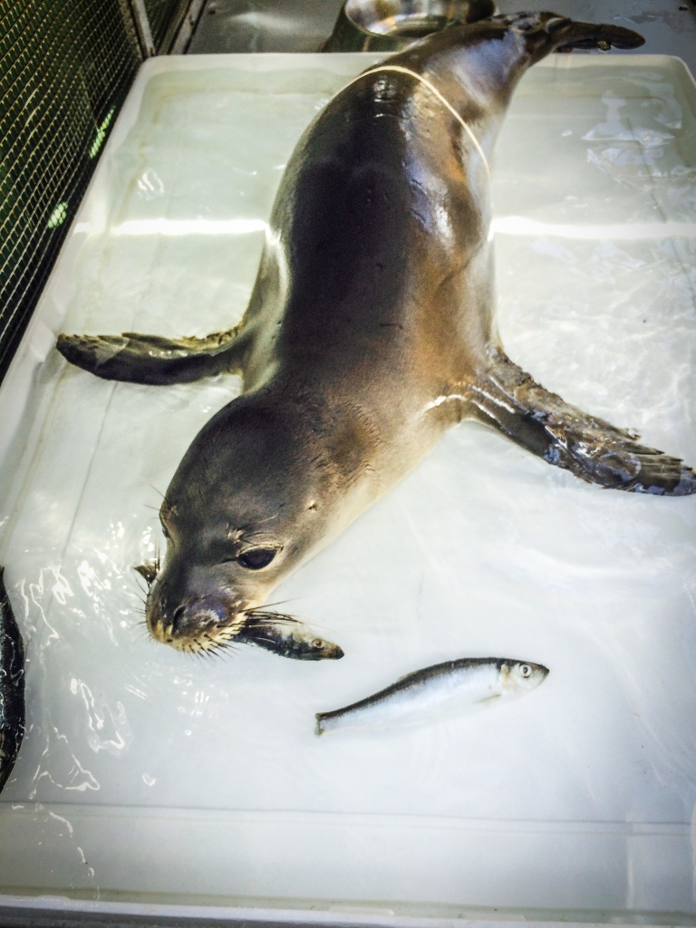 Hawaiian monk seal Ama`ama