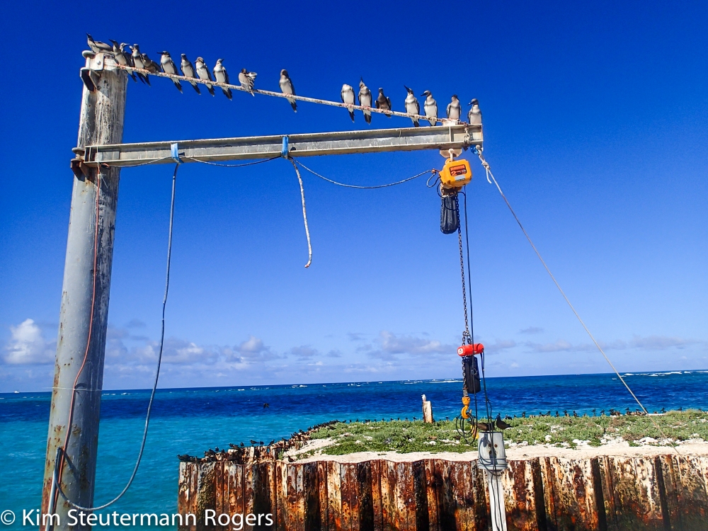 Juvenile Red-Footed Boobies Line Up on Boat Hoist at Tern Island