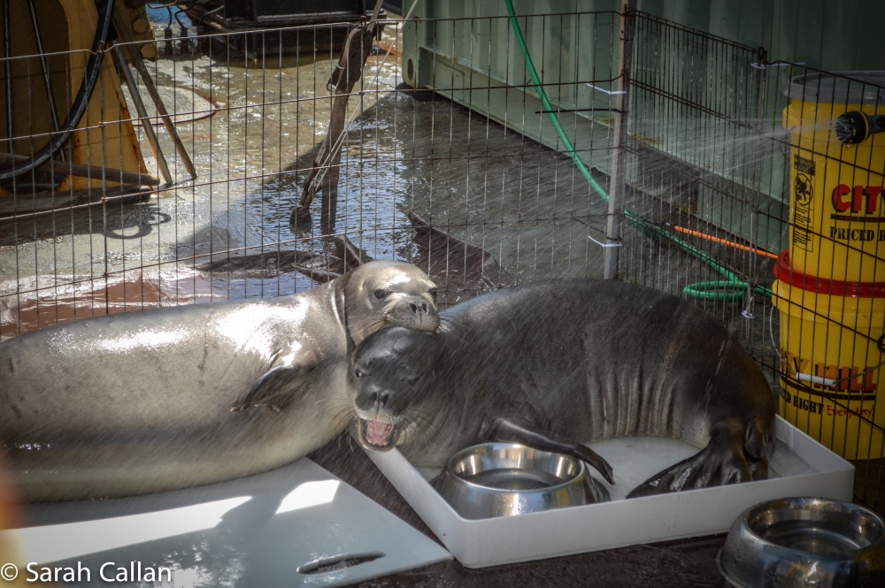 Hawaiian monk seals Pearl and Hermes on board shower
