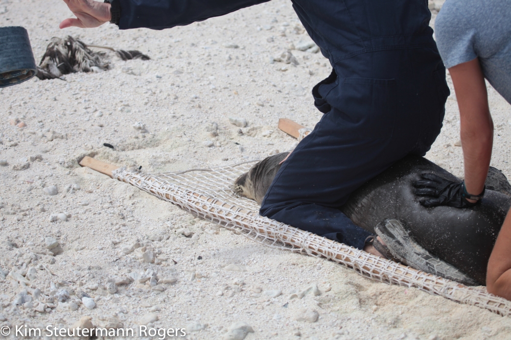 Entangled Hawaiian Monk Seal at Midway Atoll National Wildlife Refuge
