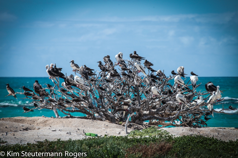 Roosting seabirds at French Frigate Shoals