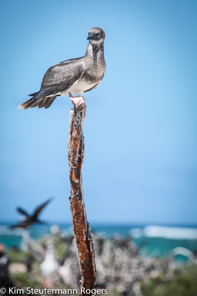 Juvenile red-footed booby on post at Tern Island