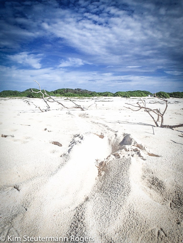 hawaiian monk seal impression at lisianski beach