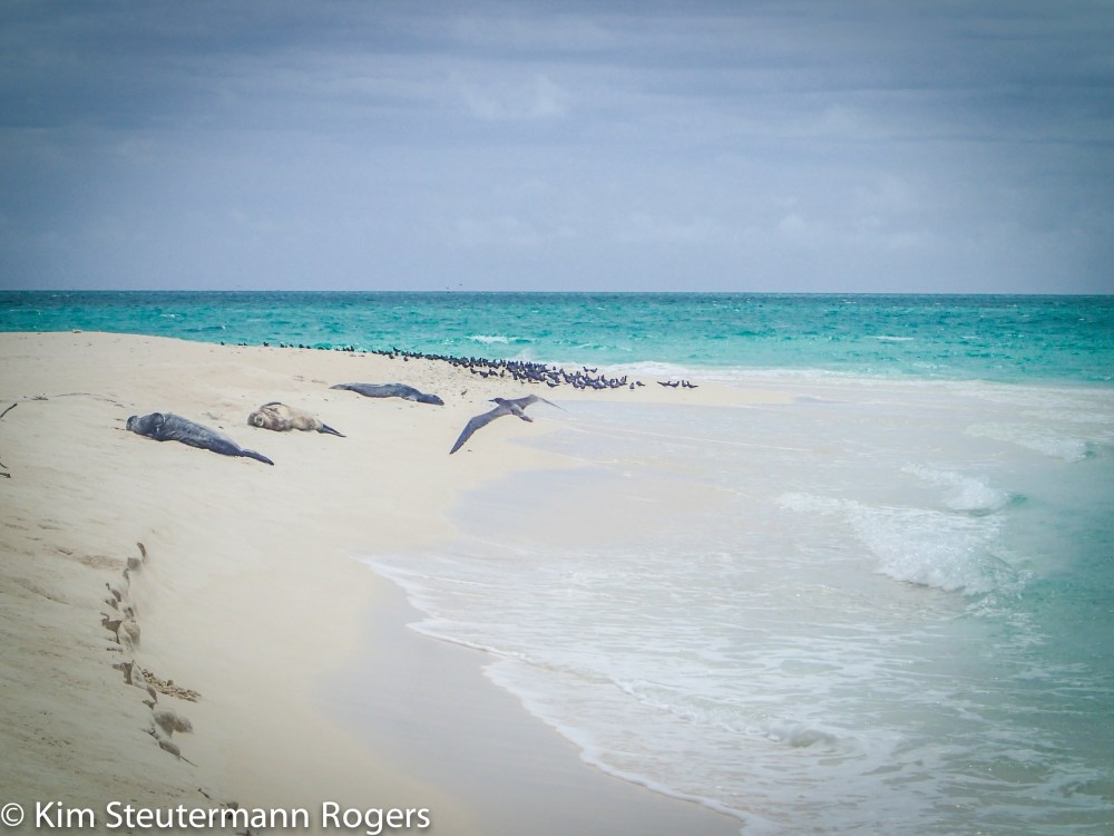 Sleeping Monk Seals at Neva Shoals