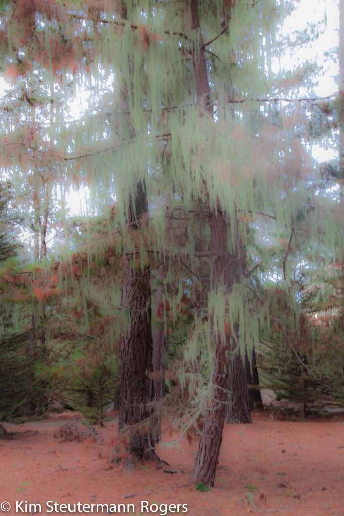 Pine Tree at Marconi Center at Tomales Bay