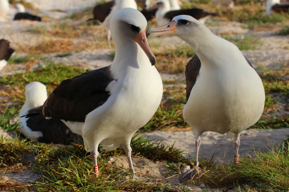 Wisdom, the laysan albatross, oldest wild bird in world