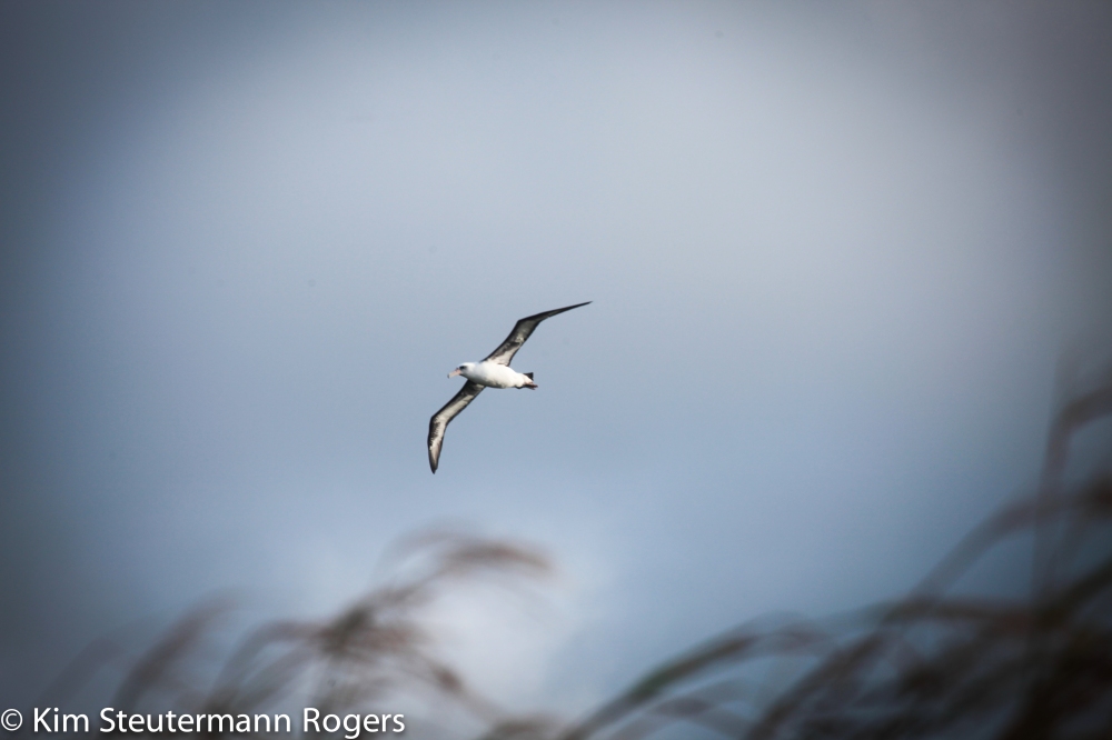 Laysan albatross in Flight