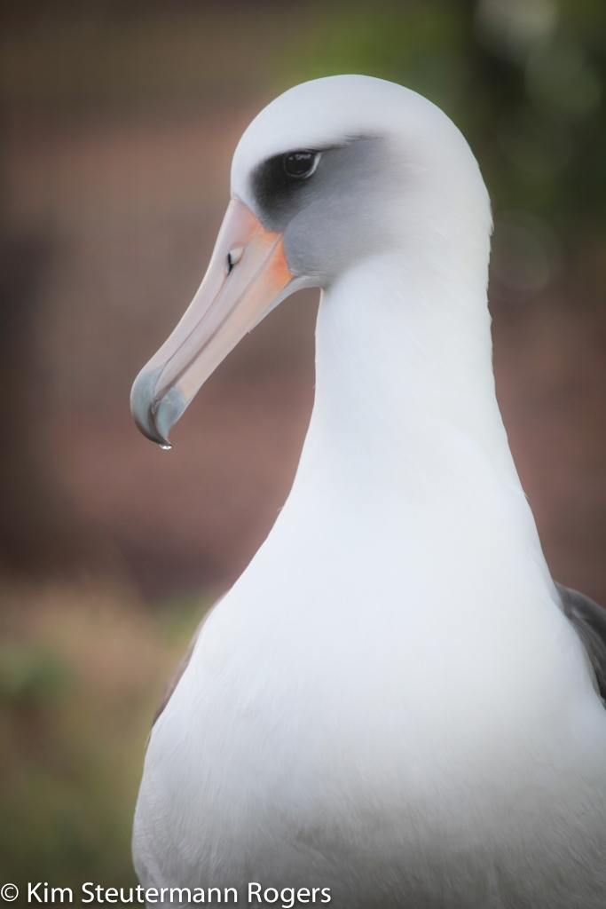 Laysan albatross KP787