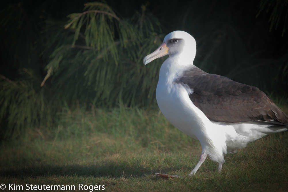 Laysan albatross UNB