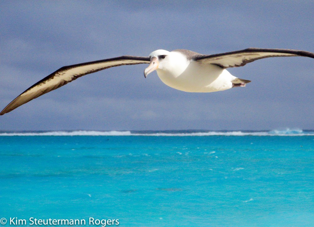 Laysan albatross in flight