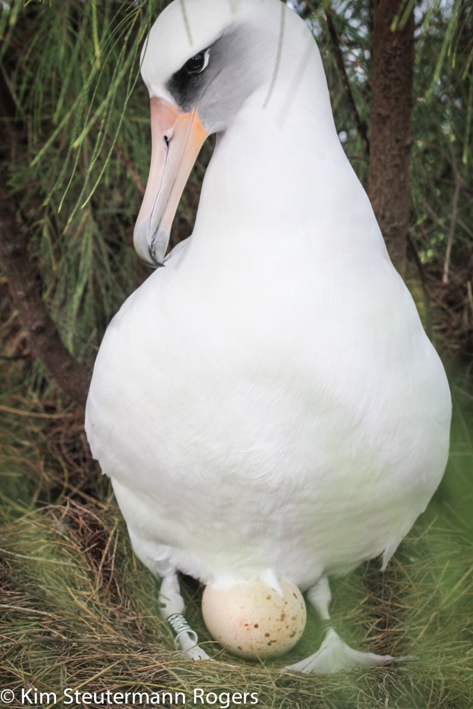 Laysan Albatross with Egg