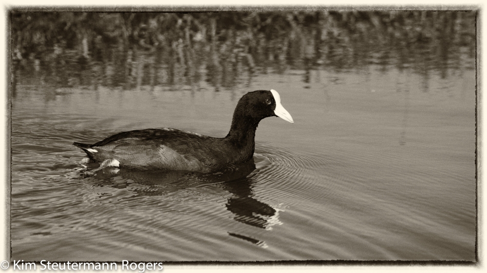Swimming coot silver efex yellowed 2 16x9