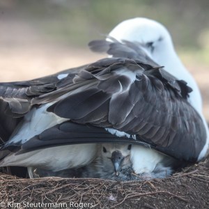 Kim Steutermann Rogers Photography