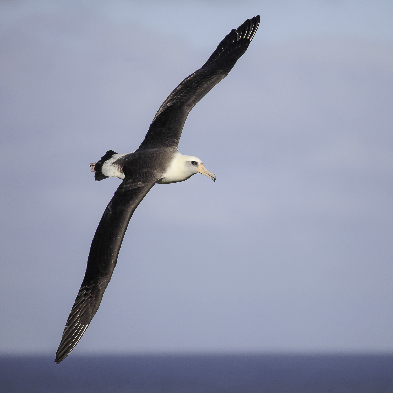 Introducing Albatography