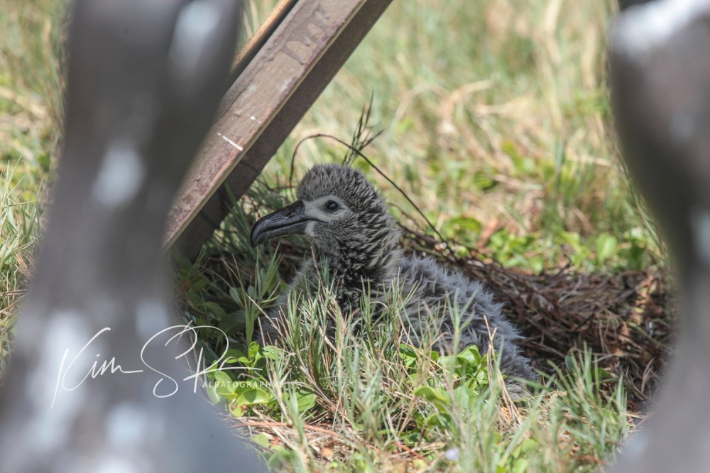 BFAL chick with decoy 2