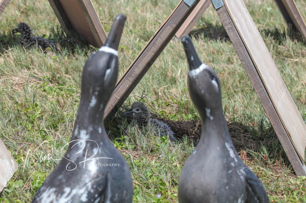 BFAL chick with decoy