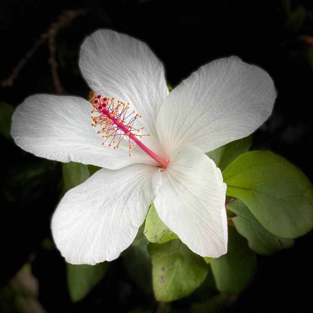 hibiscus white