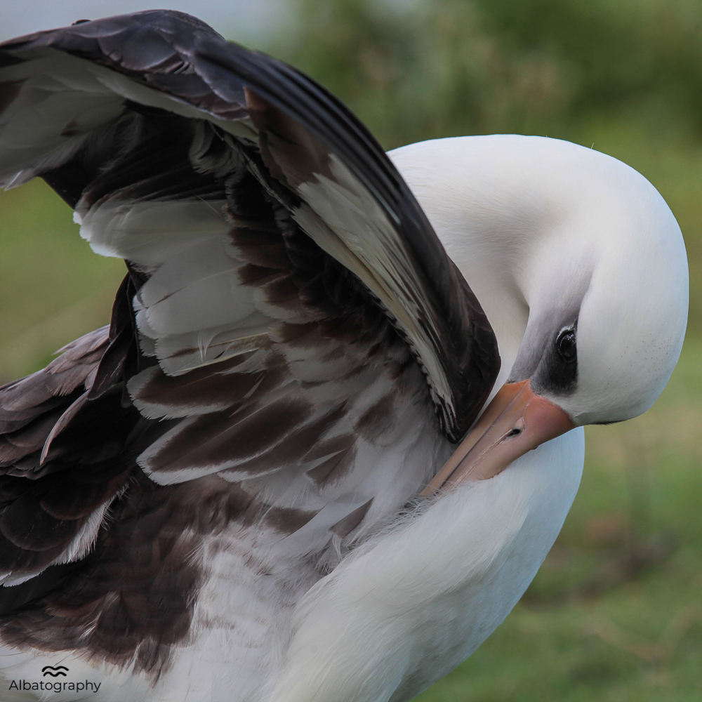 Kaloakulua Armpit Sniff