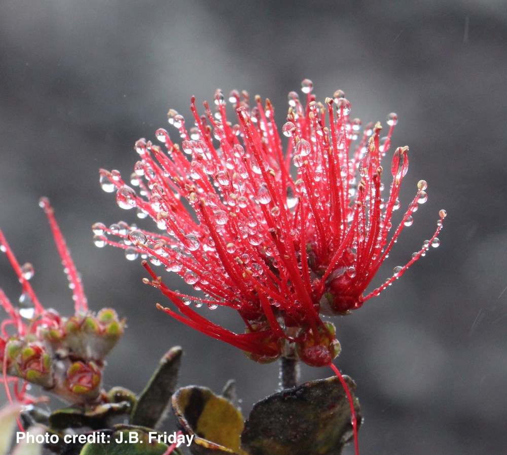 ohia lehua by jb friday