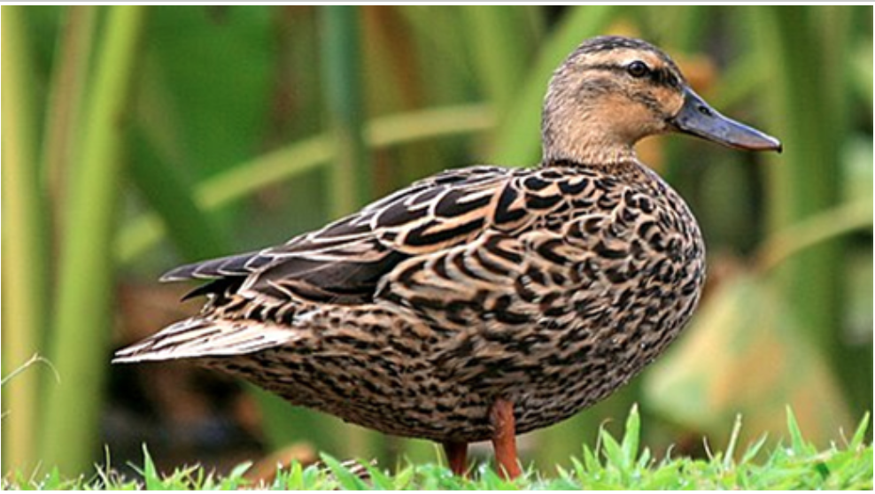 Screen Shot 2020-04-12 at 6.13.00 PM