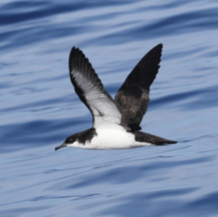 Screen Shot 2020-04-15 at 7.04.55 PM