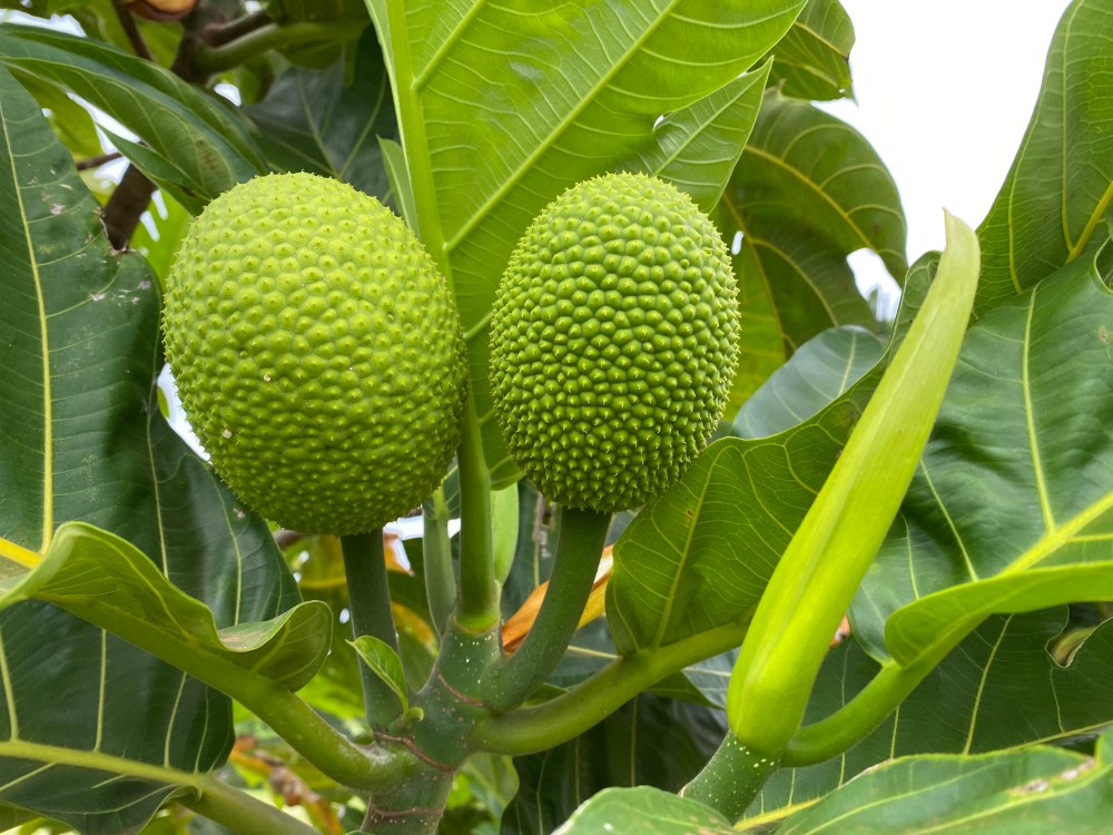 ulu fruit