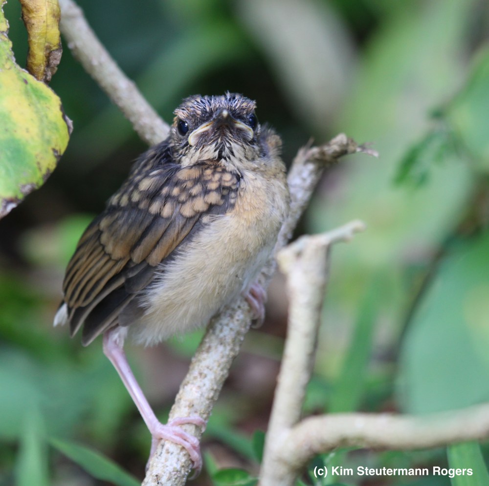fledgling 1