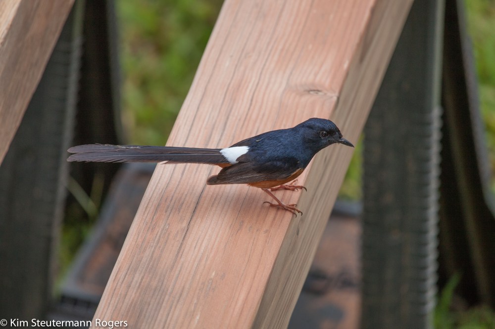 Shama Inspects Bench